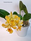 Blc. Destiny 'Dixon',